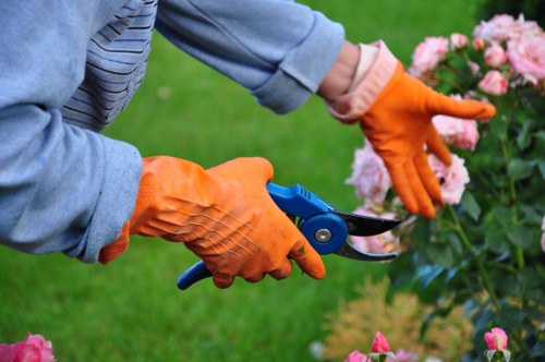 Finchley tree care specialists completing a precise pruning job